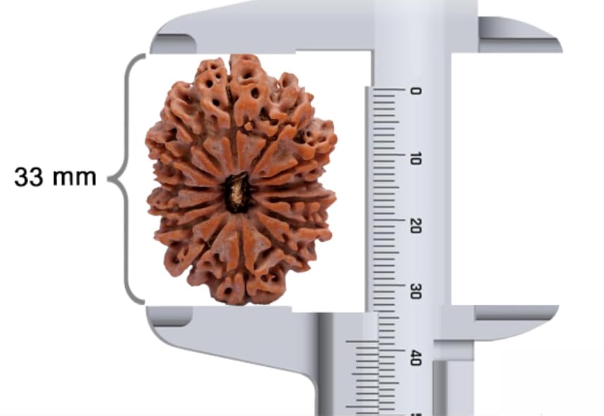 14 Mukhi Rudraksha Original Certified Pure Brown Bead
